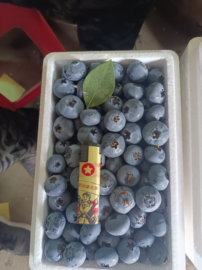 丹东开园蓝莓精品果，产地直发，脆甜多汁，一手货源