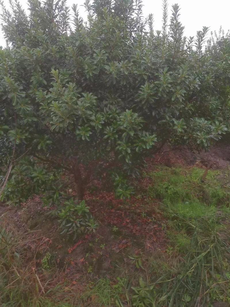 【杨梅树】浙江萧山绿化苗基地货源/规格多样/量大从优