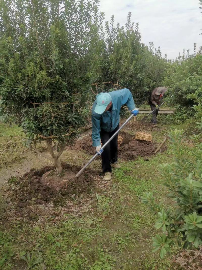 【杨梅树】浙江萧山绿化苗基地货源/规格多样/量大从优