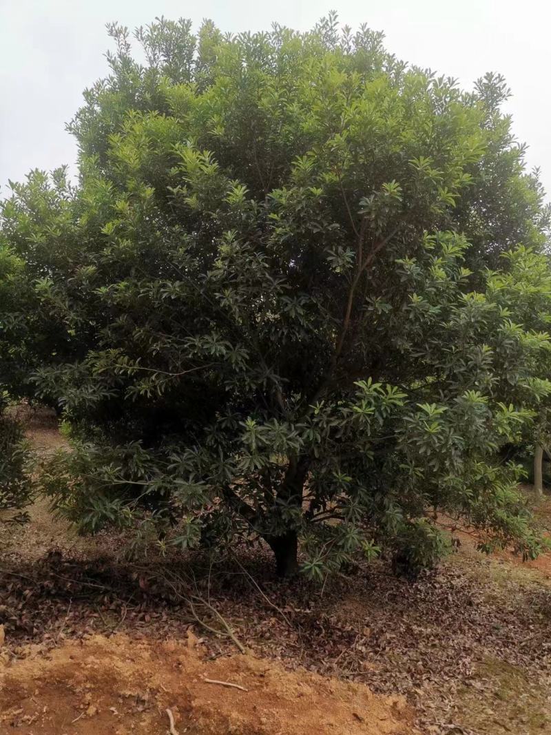 【杨梅树】浙江萧山绿化苗基地货源/规格多样/量大从优