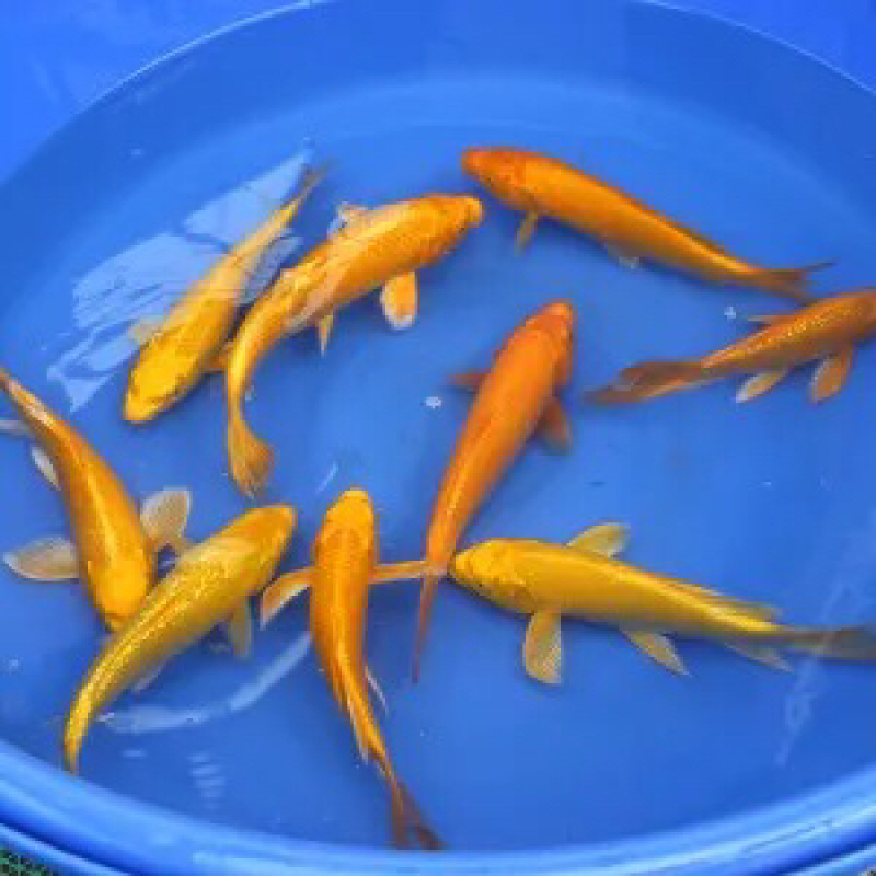 大量供应5～8公分锦鲤鱼苗，20万，一批走