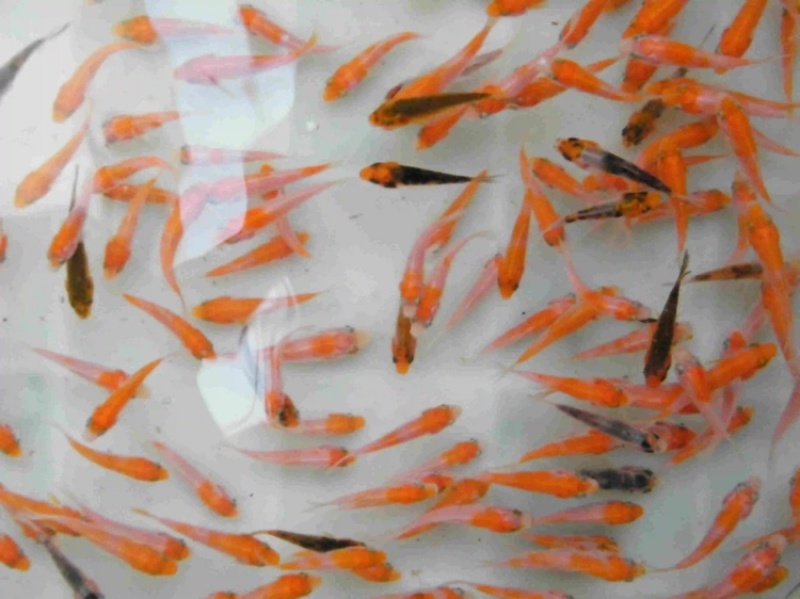 大量供应5～8公分锦鲤鱼苗，20万，一批走