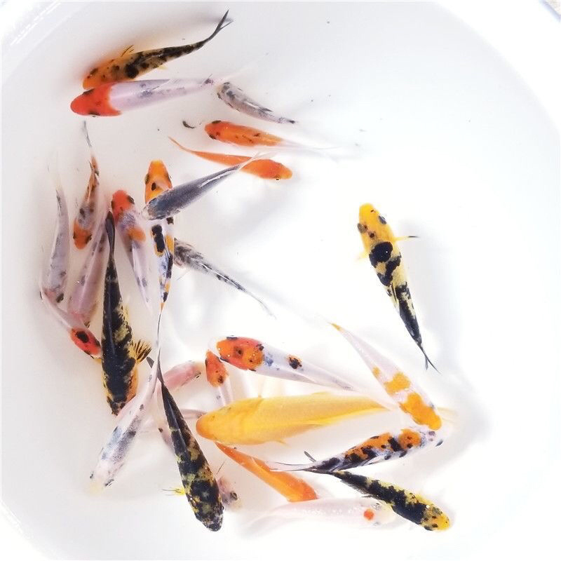 大量供应5～8公分锦鲤鱼苗，20万，一批走