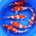 大量供应5～8公分锦鲤鱼苗，20万，一批走
