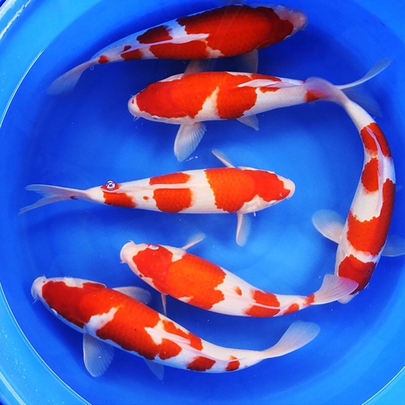 大量供应5～8公分锦鲤鱼苗，20万，一批走
