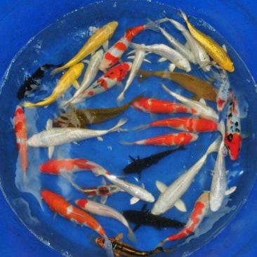 大量供应5～8公分锦鲤鱼苗，20万，一批走