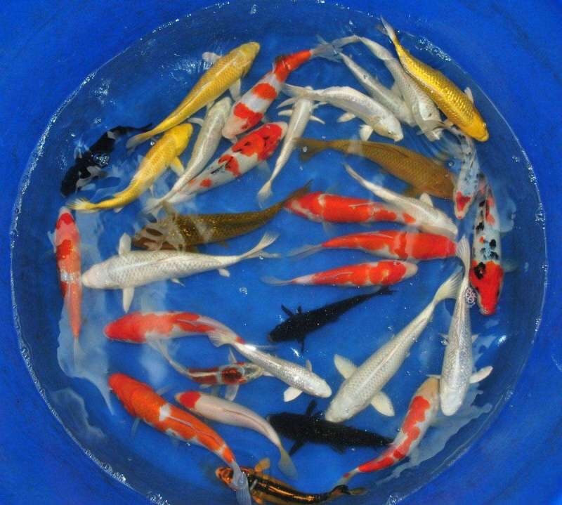 大量供应5～8公分锦鲤鱼苗，20万，一批走
