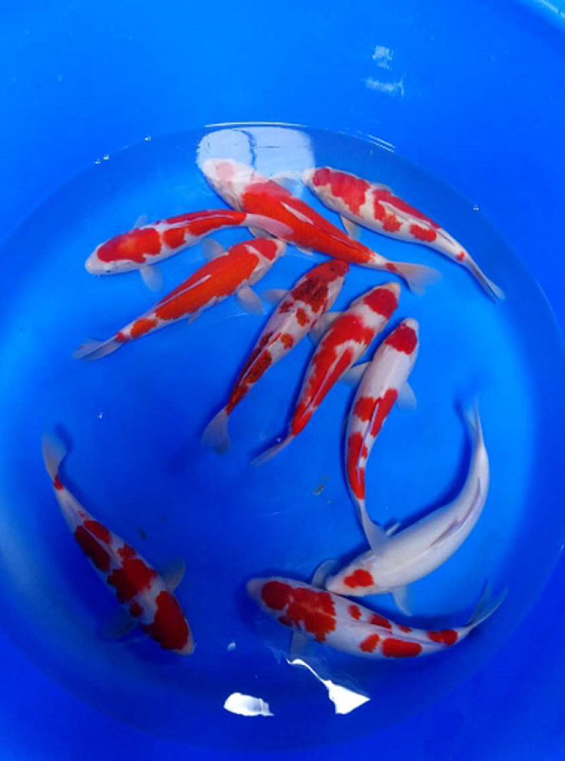 大量供应5～8公分锦鲤鱼苗，20万，一批走