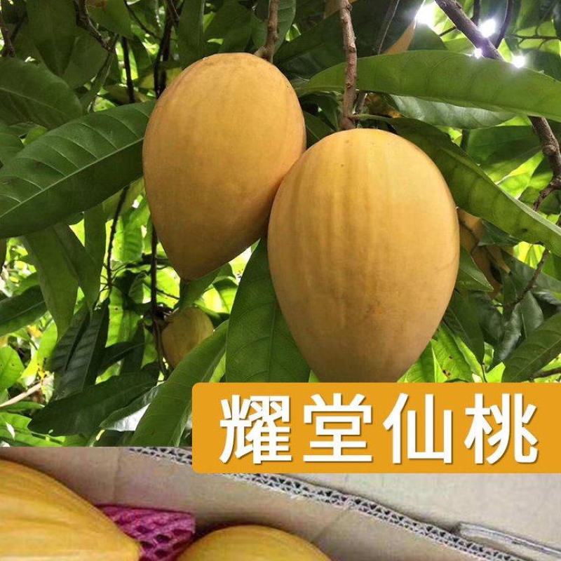 耀堂仙桃苗湿包大果品种四季蛋黄果，包邮，种植指导