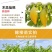 耀堂仙桃苗湿包大果品种四季蛋黄果，包邮，种植指导