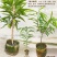耀堂仙桃苗湿包大果品种四季蛋黄果，包邮，种植指导