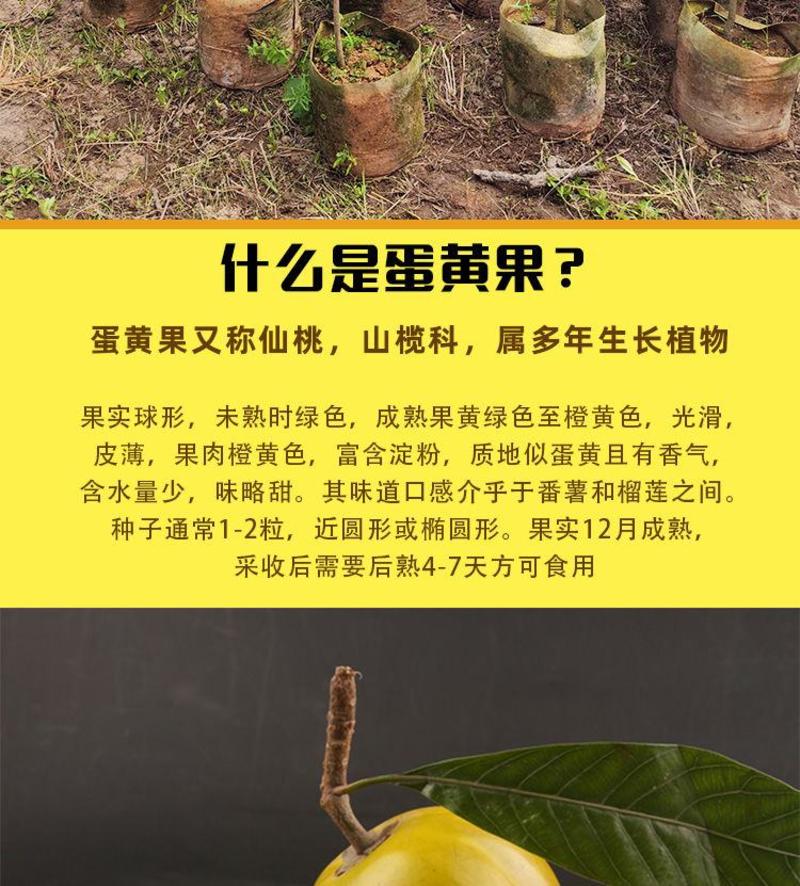 耀堂仙桃苗湿包大果品种四季蛋黄果，包邮，种植指导