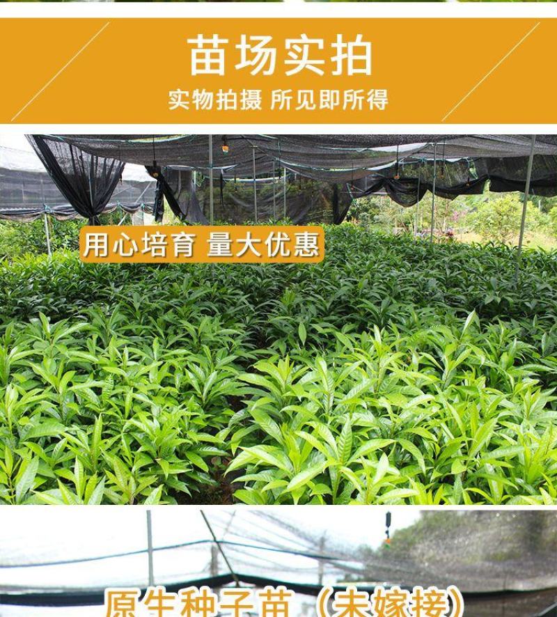 耀堂仙桃苗湿包大果品种四季蛋黄果，包邮，种植指导