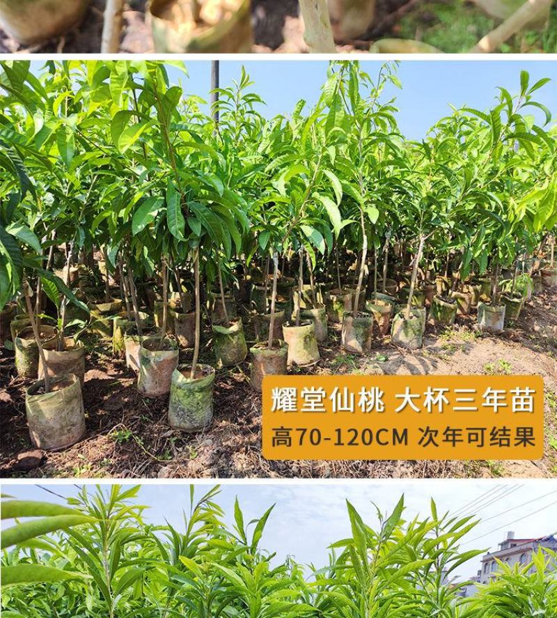 耀堂仙桃苗湿包大果品种四季蛋黄果，包邮，种植指导