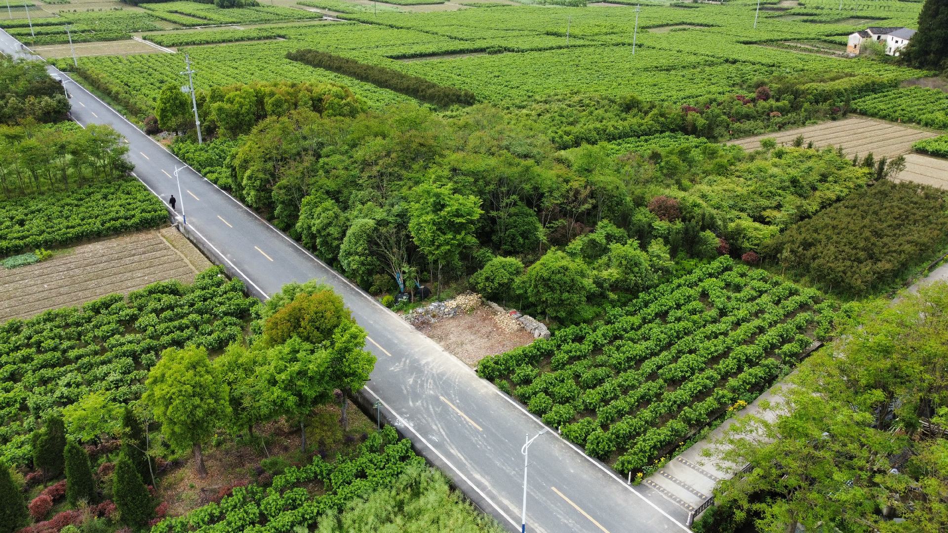 野蔷薇月季在田园中自然生长的场景,阳光洒在花朵上,背景为乡村田野和农舍 野蔷薇月季在田园中生长的场景