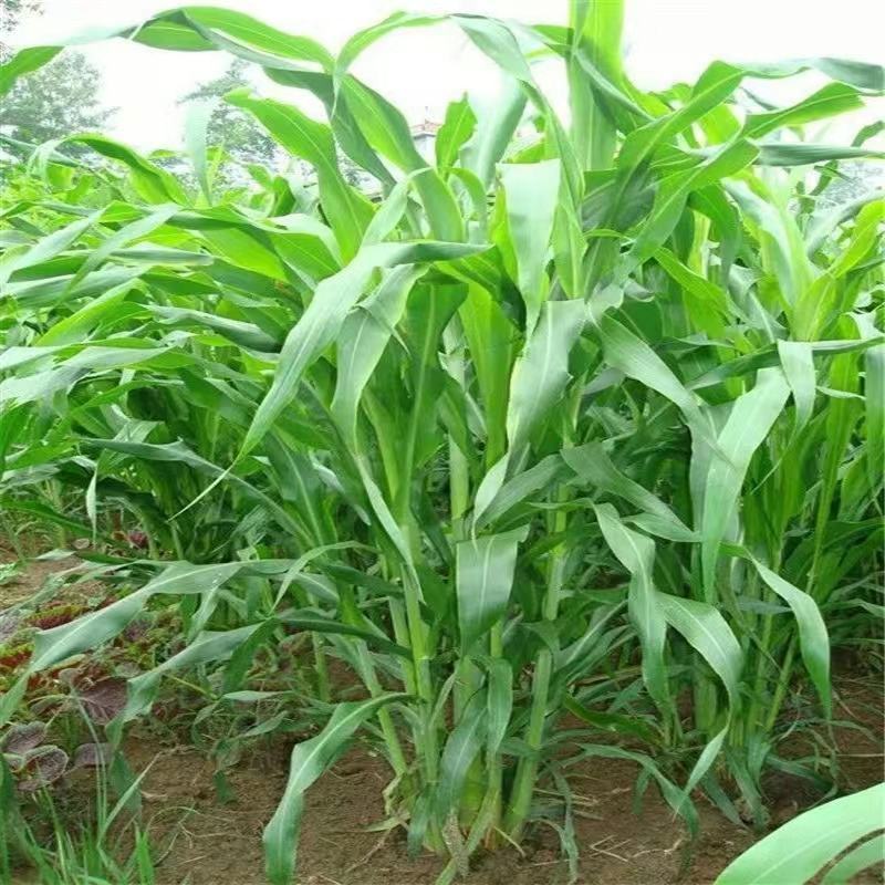 甜象草种子台湾甜象草种子多年生牧草种子黄竹草四季常青