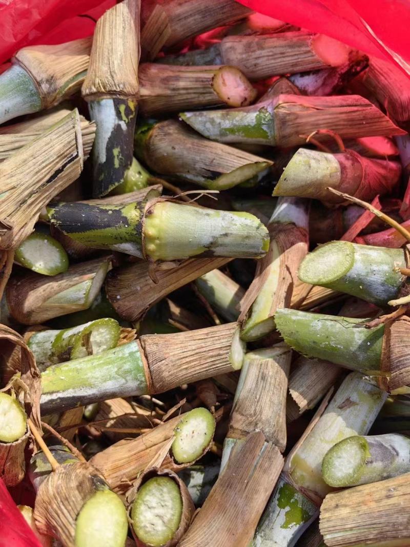 甜象草种子台湾甜象草种子多年生牧草种子黄竹草四季常青