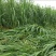 甜象草种子台湾甜象草种子多年生牧草种子黄竹草四季常青