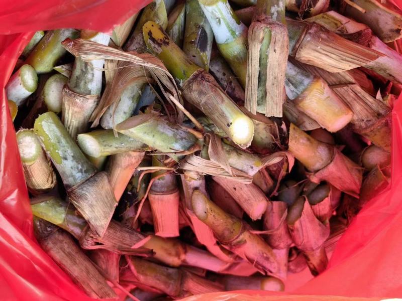 甜象草种子台湾甜象草种子多年生牧草种子黄竹草四季常青