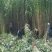 甜象草种子台湾甜象草种子多年生牧草种子黄竹草四季常青