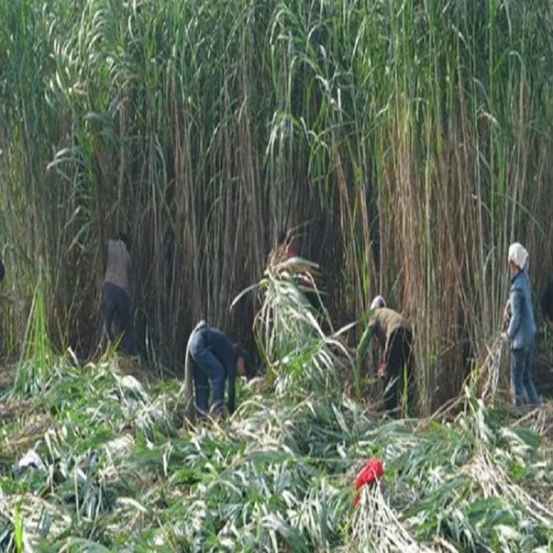 甜象草种子台湾甜象草种子多年生牧草种子黄竹草四季常青