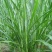 甜象草种子台湾甜象草种子多年生牧草种子黄竹草四季常青