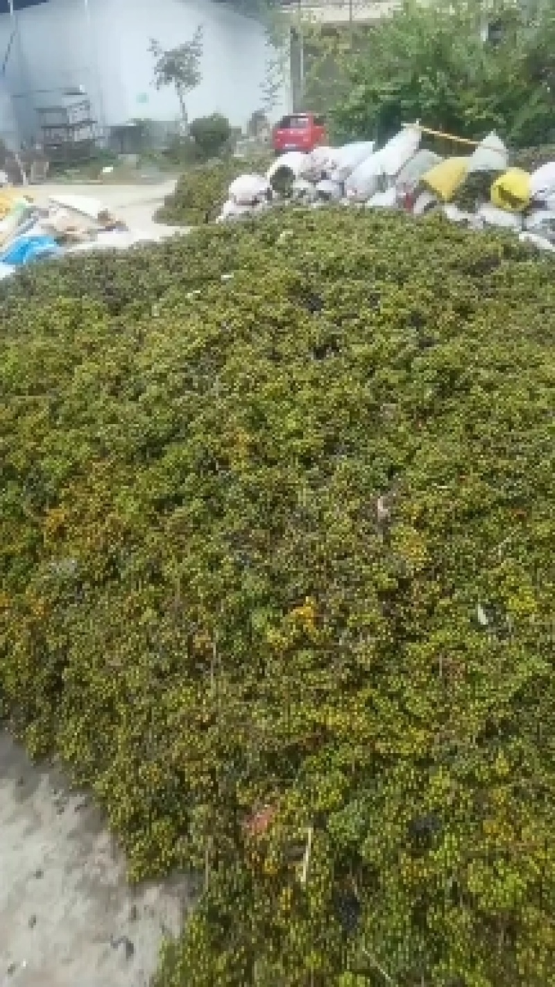 纯种厚皮川黄柏种子供应中！颗粒饱满发芽率高！值得信赖！