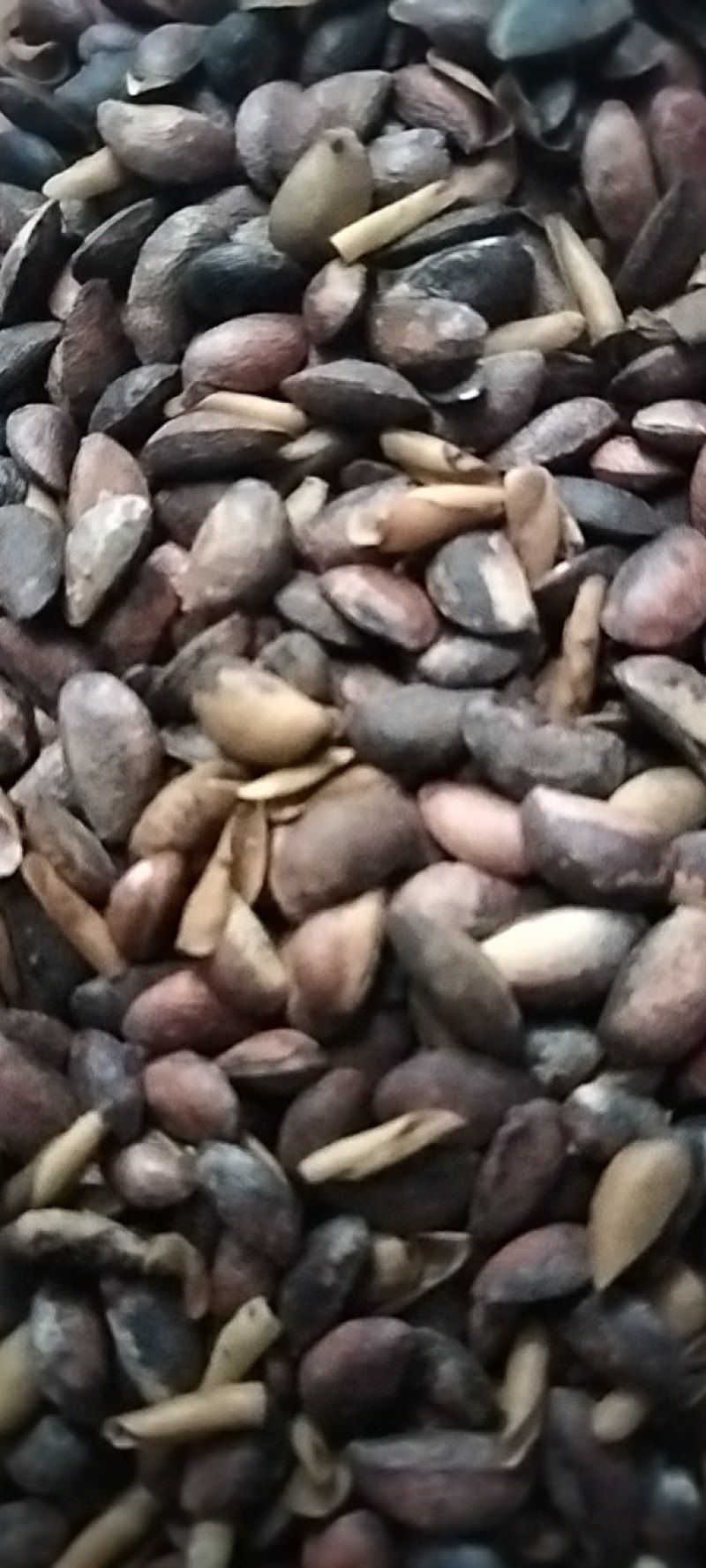 纯种厚皮川黄柏种子供应中！颗粒饱满发芽率高！值得信赖！