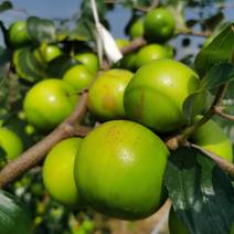 云南西双版纳苹果枣一件，实力供货，品质保证！