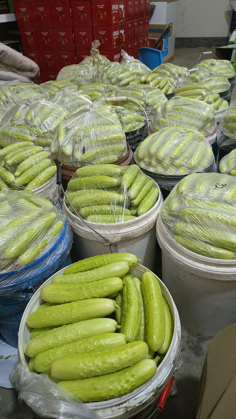 山东海阳白玉黄瓜一件代发常年供货