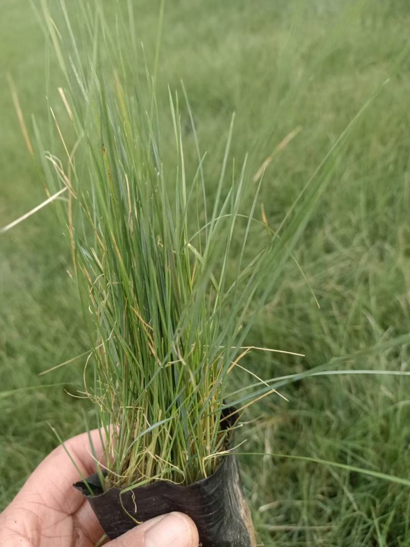 粉黛乱子草