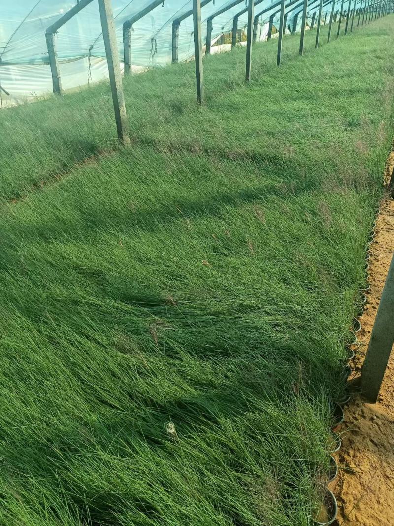 粉黛乱子草