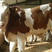 热销西门塔尔牛，大型养殖基地，包技术指导，价格优惠