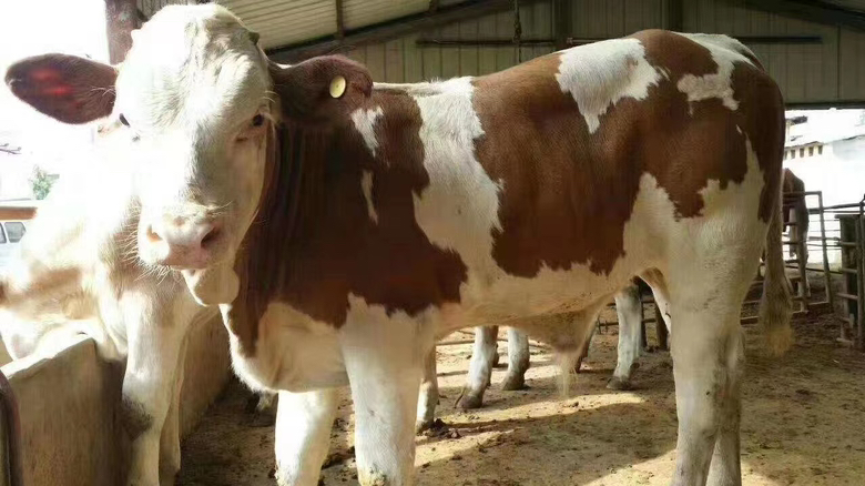 西门塔尔牛与黄牛肌肉结构对比