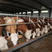 热销西门塔尔牛，大型养殖基地，包技术指导，价格优惠