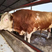 西门塔尔牛犊货源充足，价格优惠，包技术，包成活