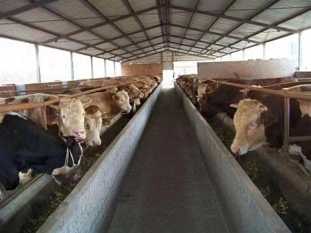 现代化肉牛养殖场中的品种分区管理实景