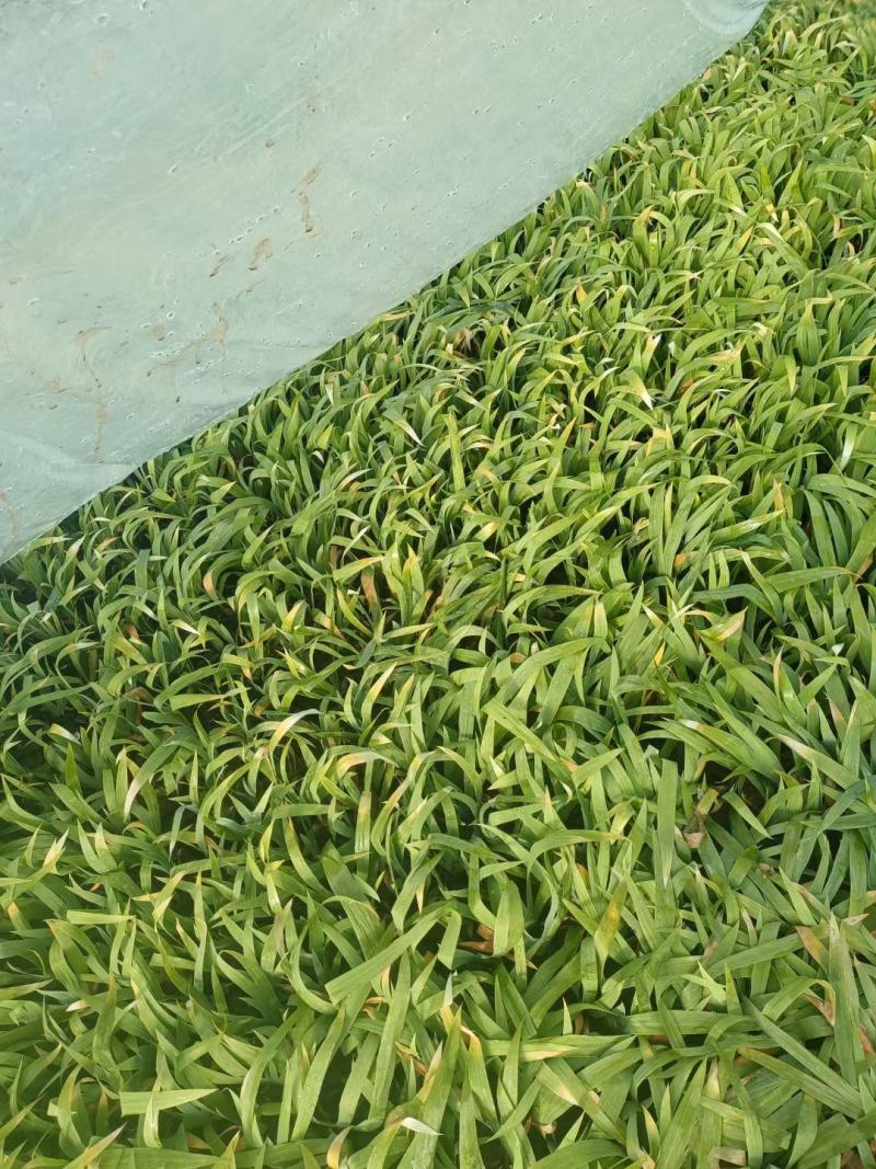 鸢尾