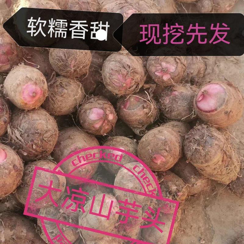 四川高山红芽芋大量上市中需要的老板客商联系我
