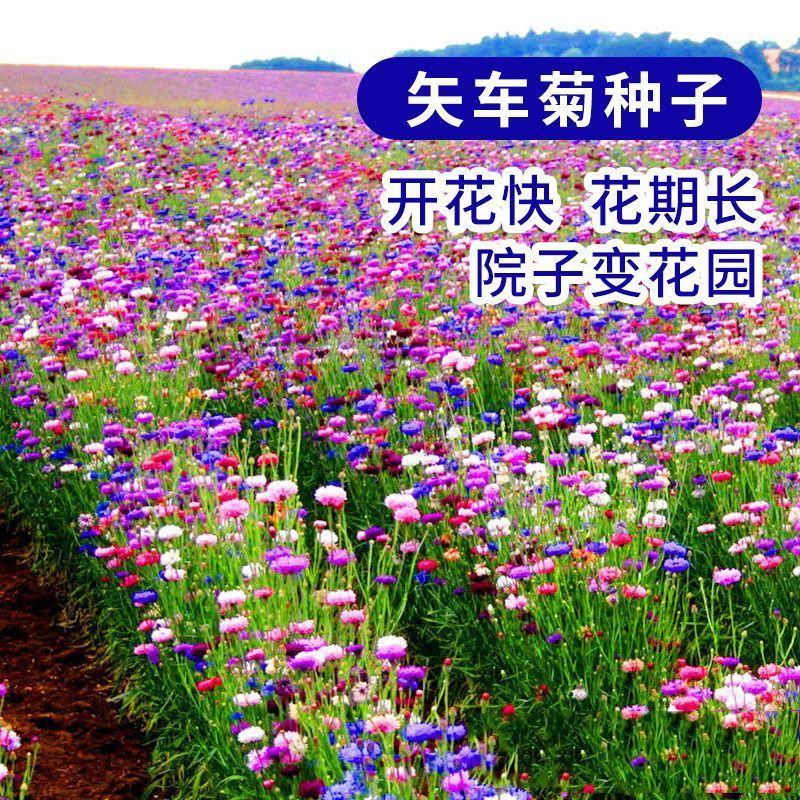 矢车菊种子四季易种活蓝色矢车菊种子室外庭院绿化耐寒花卉种