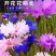 矢车菊种子四季易种活蓝色矢车菊种子室外庭院绿化耐寒花卉种