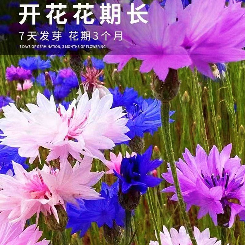 矢车菊种子四季易种活蓝色矢车菊种子室外庭院绿化耐寒花卉种