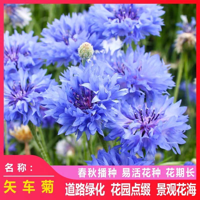 矢车菊种子四季易种活蓝色矢车菊种子室外庭院绿化耐寒花卉种