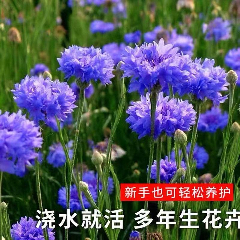 矢车菊种子四季易种活蓝色矢车菊种子室外庭院绿化耐寒花卉种