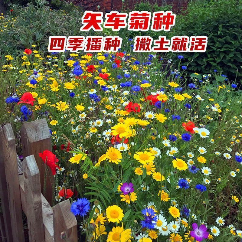 矢车菊种子四季易种活蓝色矢车菊种子室外庭院绿化耐寒花卉种