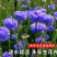 矢车菊种子四季易种活蓝色矢车菊种子室外庭院绿化耐寒花卉种