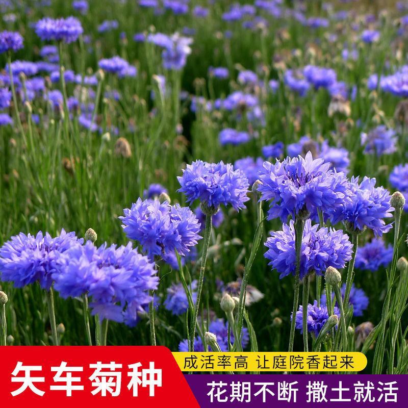 矢车菊种子四季易种活蓝色矢车菊种子室外庭院绿化耐寒花卉种