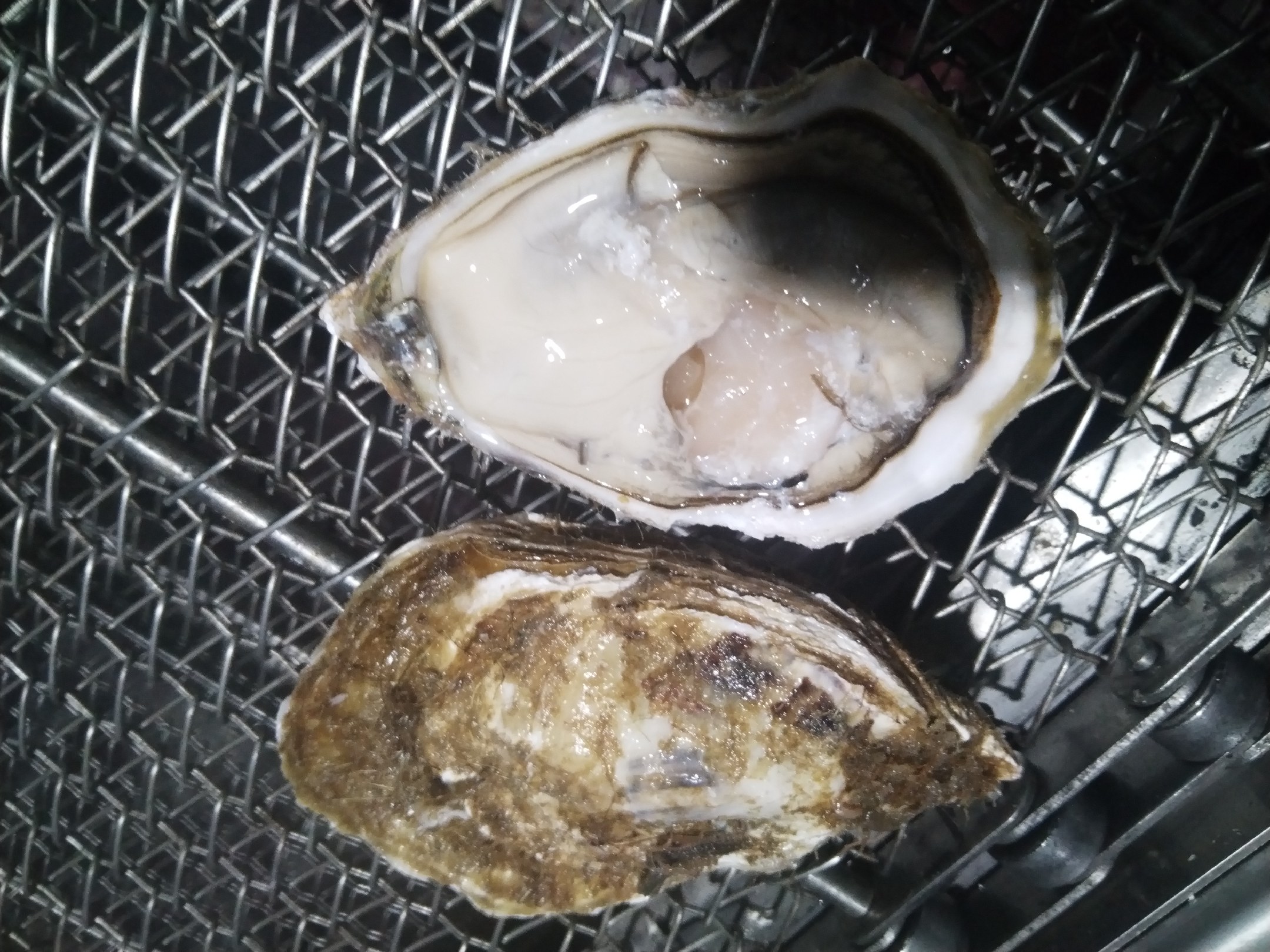 新鲜与死亡花蛤对比图