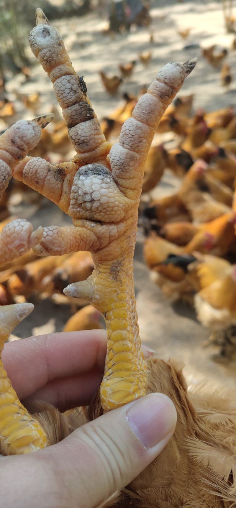 飞凤种，三黄阉，细骨矮脚，任走山鸡，毛衣光滑靓，龙头凤尾
