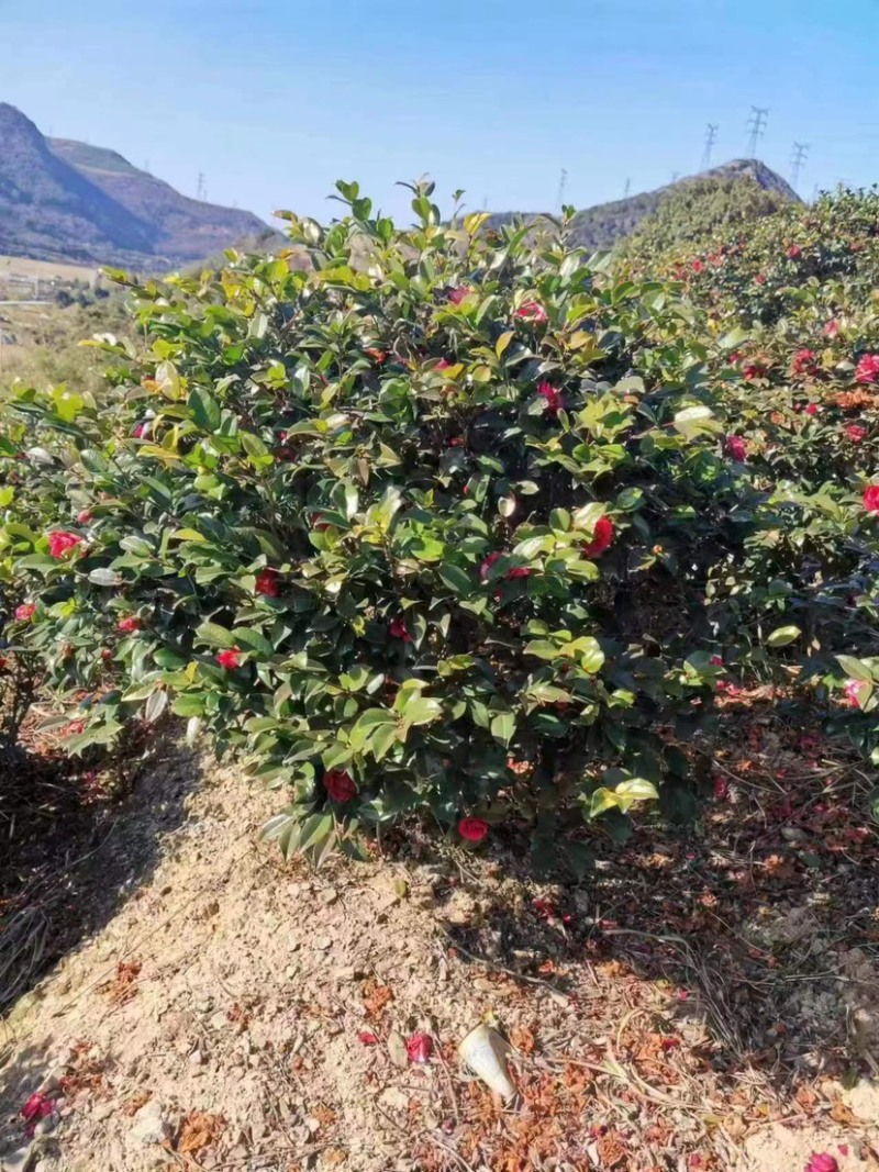 茶梅大红花茶梅福建茶梅种植基地苗农一手货源批发